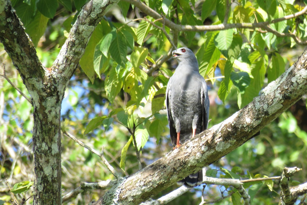Crane Hawk - Juan Lopez (www.juanlopezbirdtours.com)