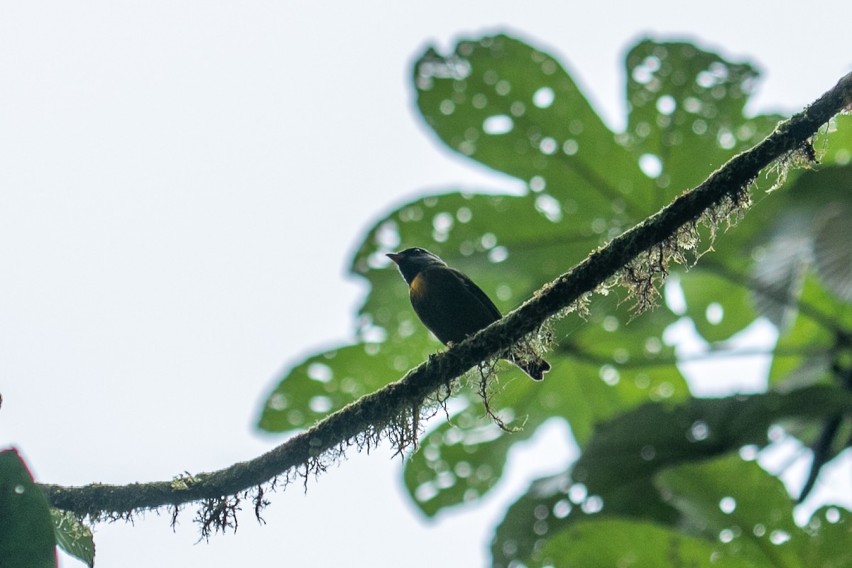 Moss-backed Tanager - ML582576751