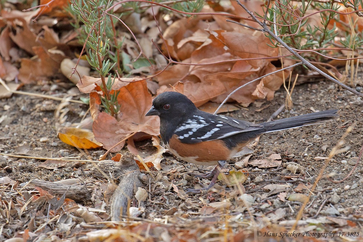 Spotted Towhee - ML582578111