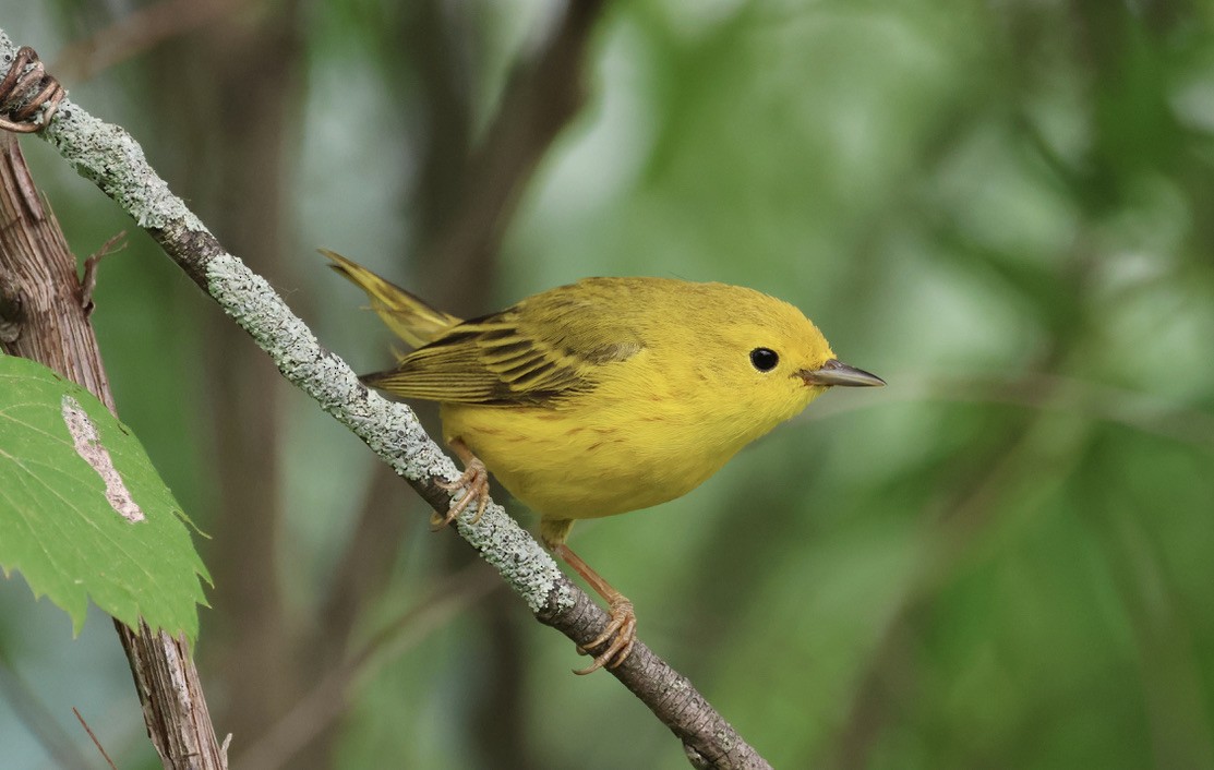 Yellow Warbler (Northern) - ML582578161