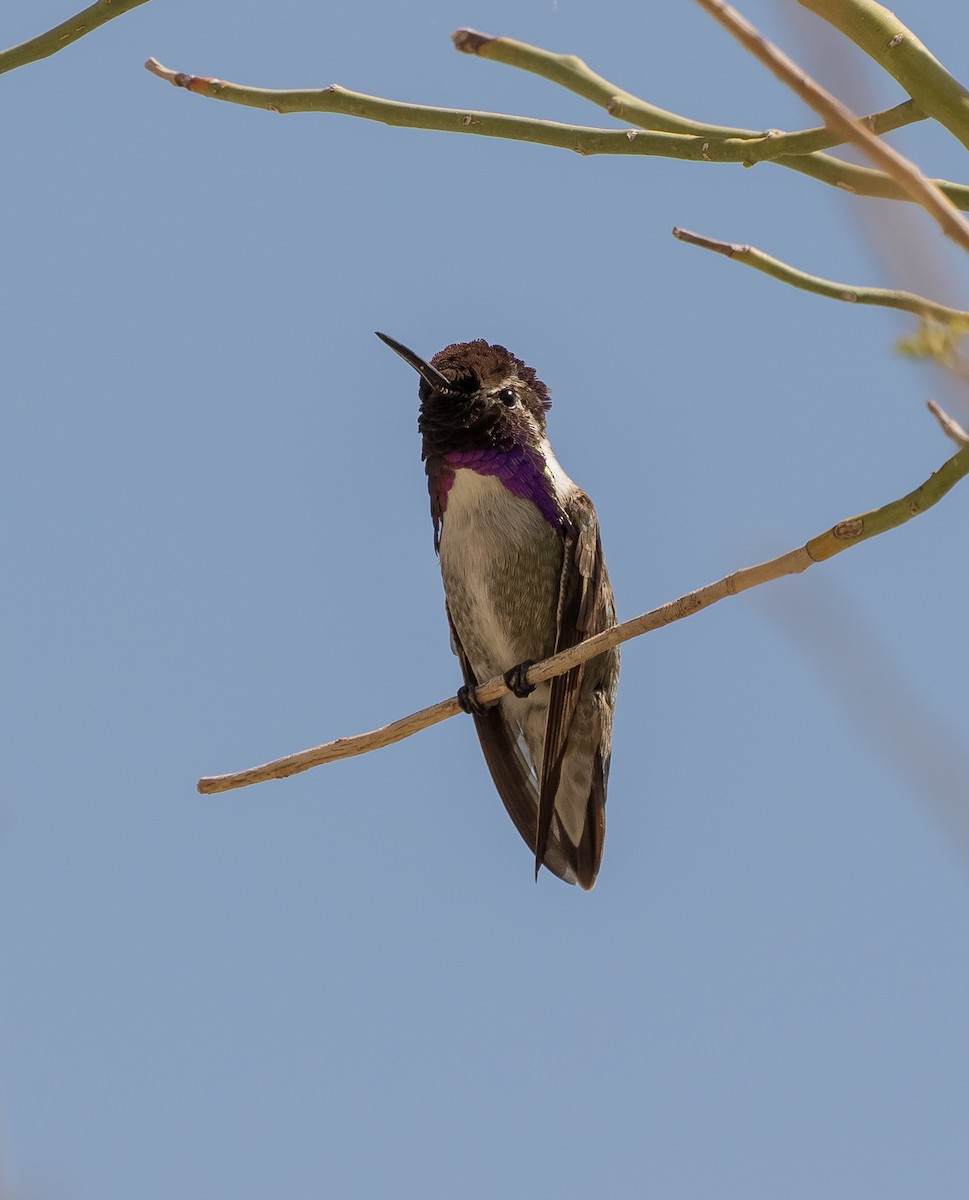 Costa's Hummingbird - ML582578321