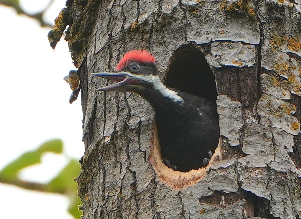 eBird Checklist - 8 Jun 2023 - Smith and Bybee Lakes--Wetland ...