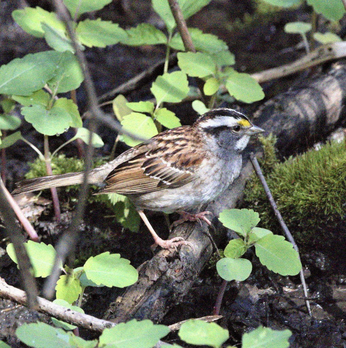 White-throated Sparrow - ML582580621