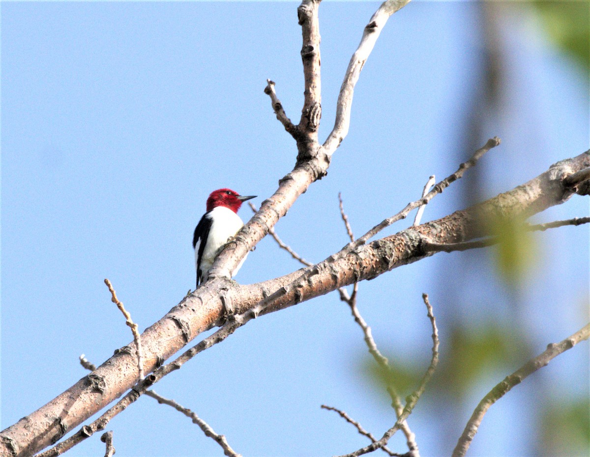 Red-headed Woodpecker - ML582580941