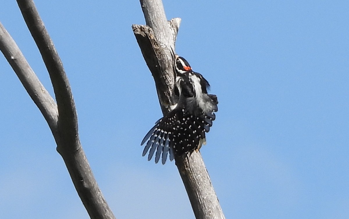 Hairy Woodpecker - ML582583071