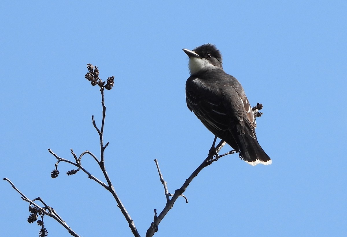 Eastern Kingbird - ML582583131