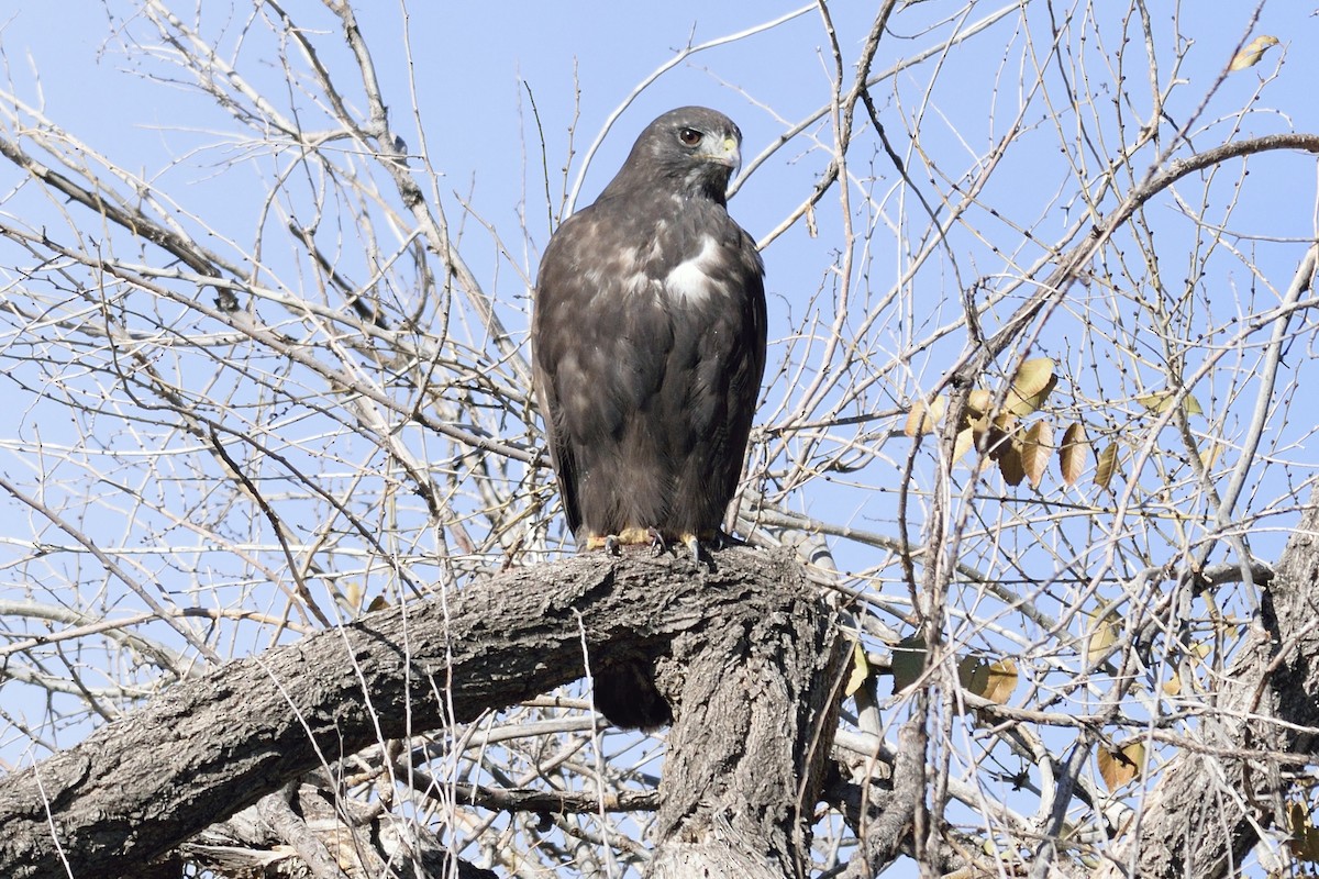 Red-tailed Hawk (Harlan's) - Ryan Claar