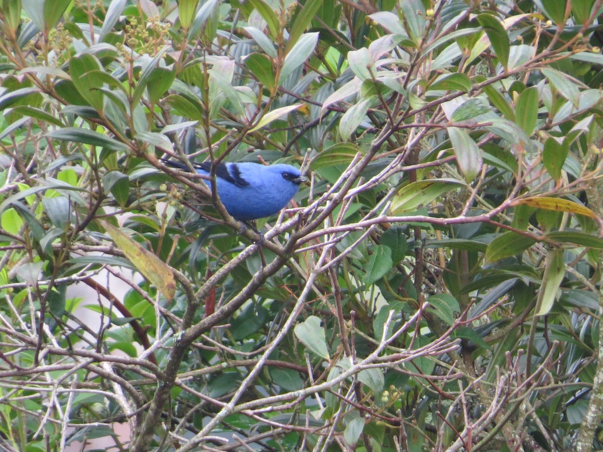 Blue-and-black Tanager - ML582587451