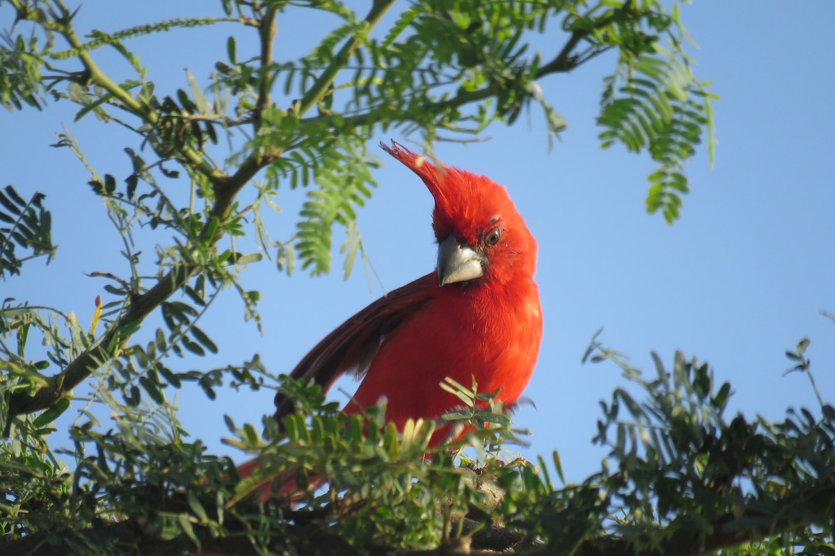 Vermilion Cardinal - Juan Lopez (www.juanlopezbirdtours.com)