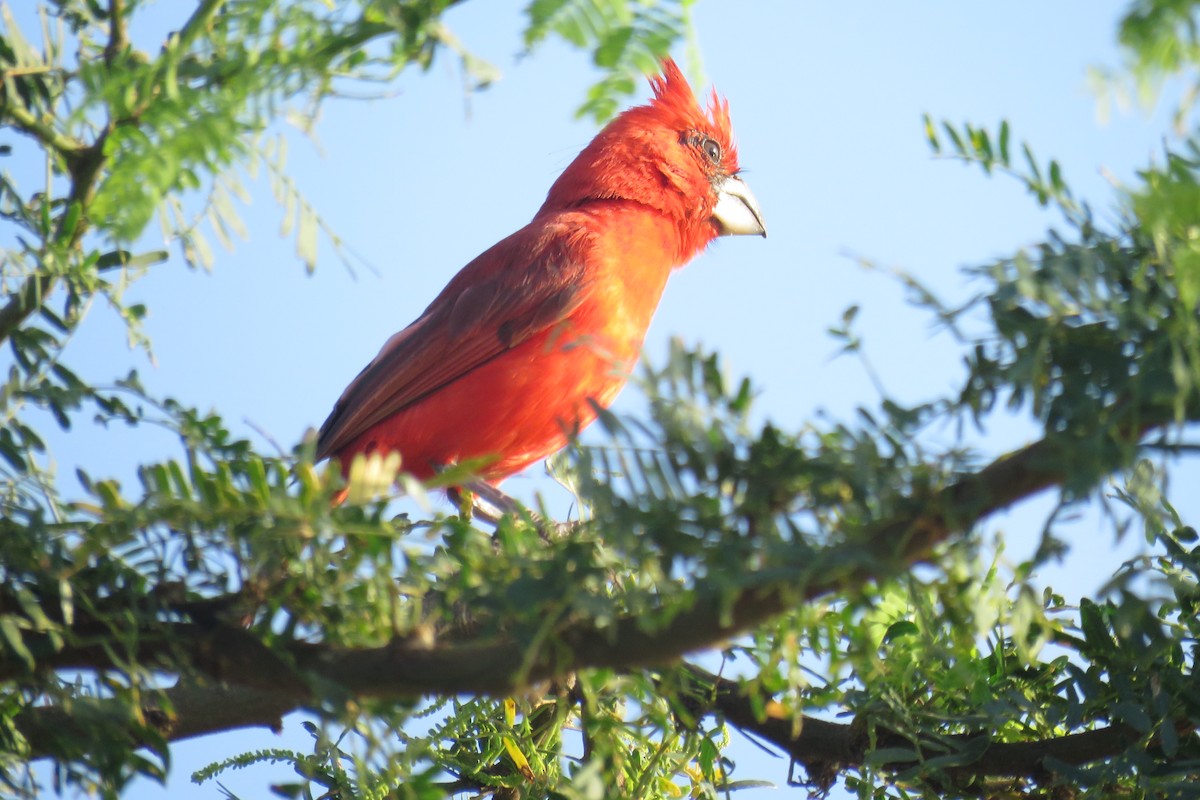 Vermilion Cardinal - Juan Lopez (www.juanlopezbirdtours.com)