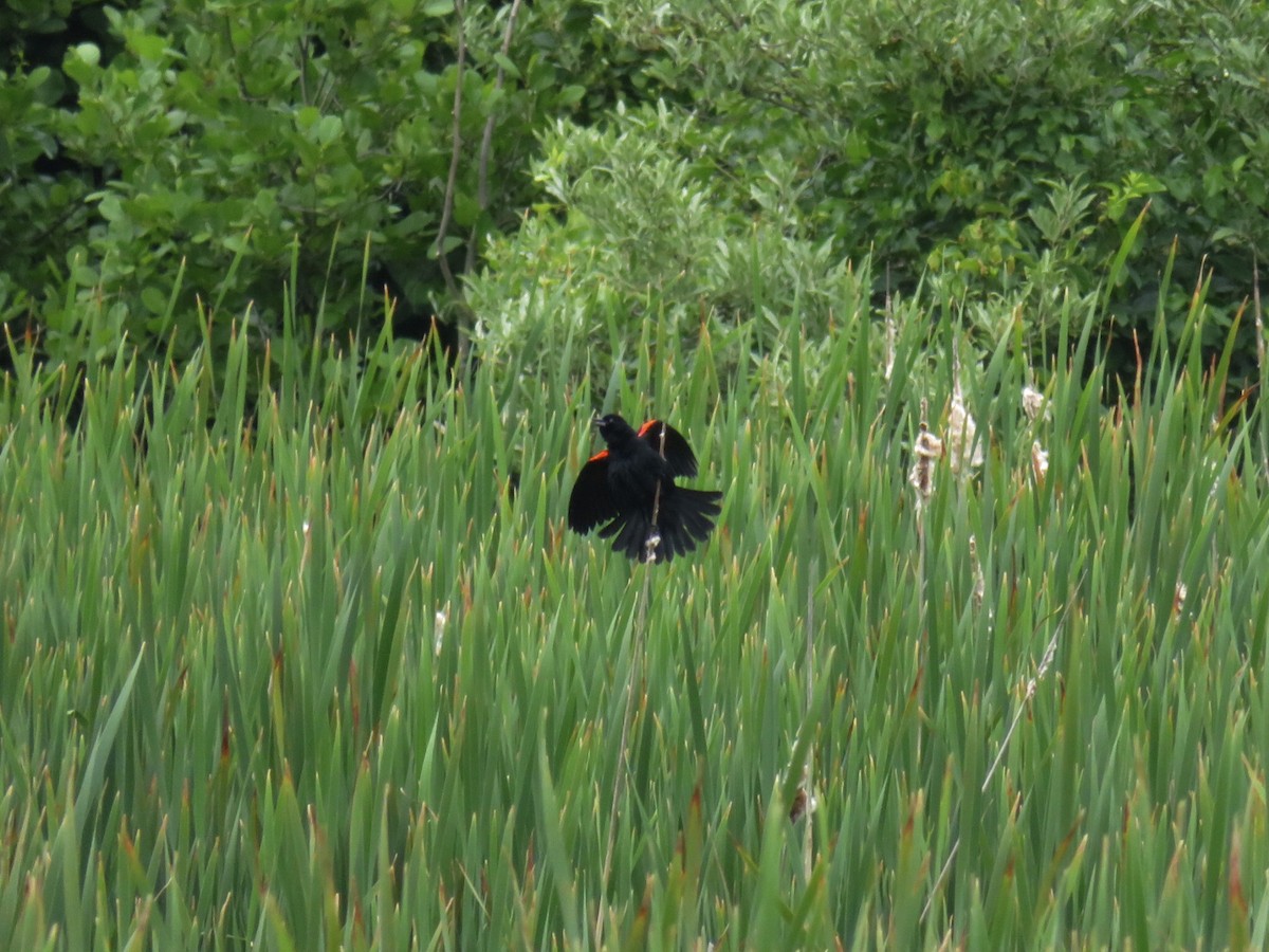 Red-winged Blackbird (Red-winged) - ML582591861