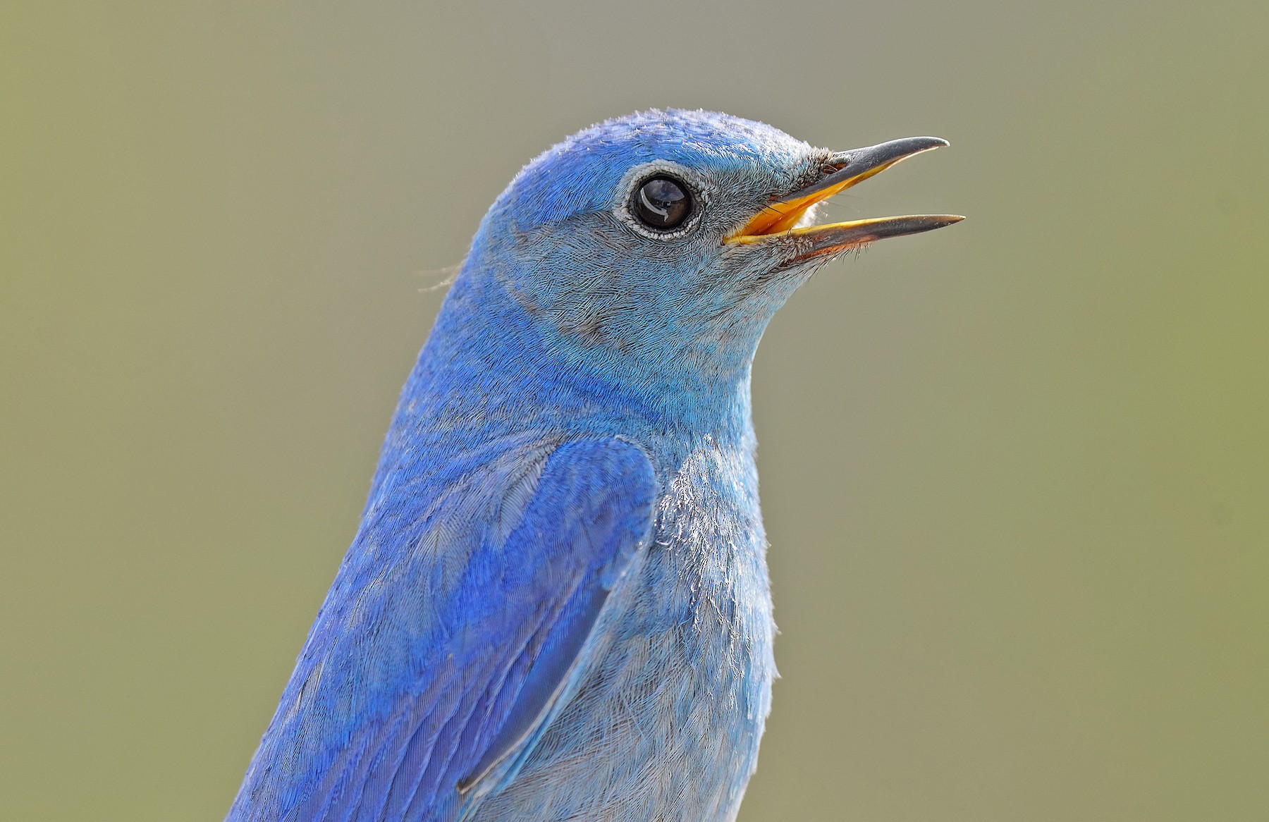 Mountain Bluebird