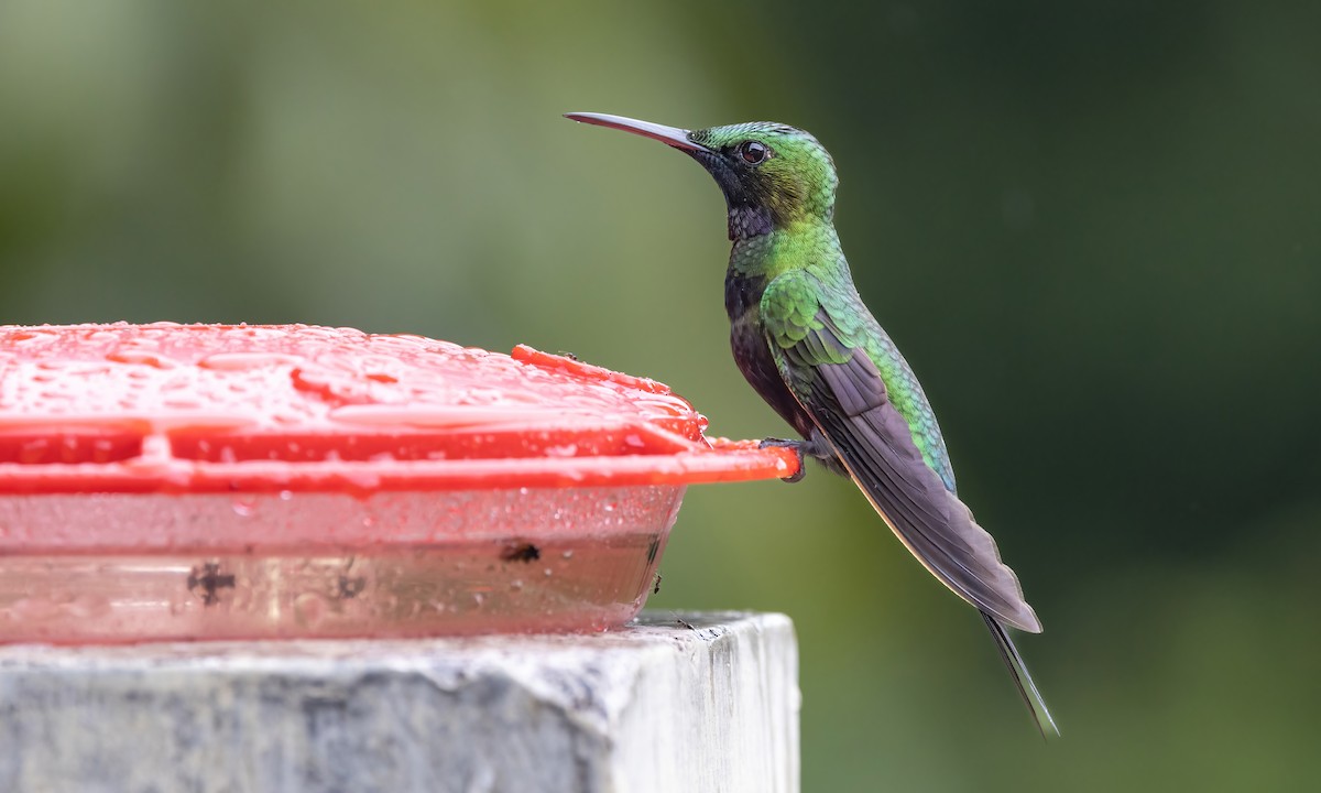 kolibřík zelenoprsý - ML582593881