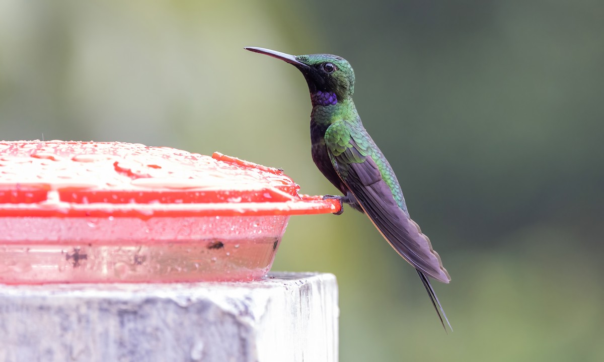 kolibřík zelenoprsý - ML582593901