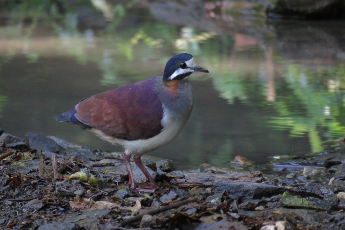 Purple Quail-Dove - ML58259411