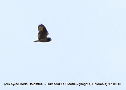 Short-eared Owl - Dodo Colombia