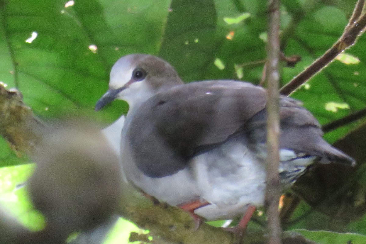 Gray-chested Dove - ML58259771