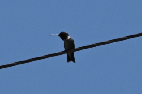 Black-chinned Hummingbird - ML582599771