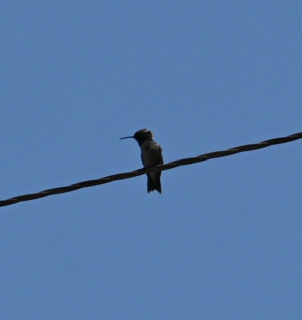 Black-chinned Hummingbird - ML582599781