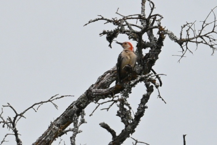 Red-bellied Woodpecker - Jim McDaniel