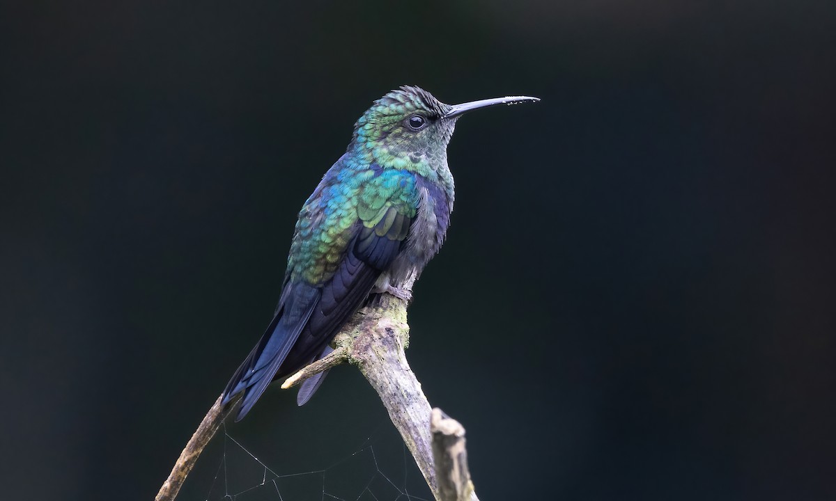 kolibřík nymfový - ML582601551