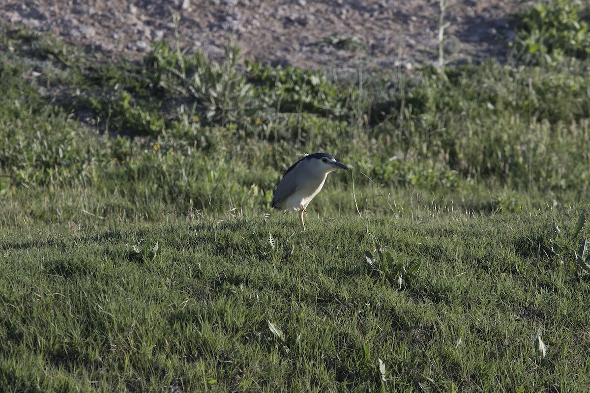 Black-crowned Night Heron - ML582601721