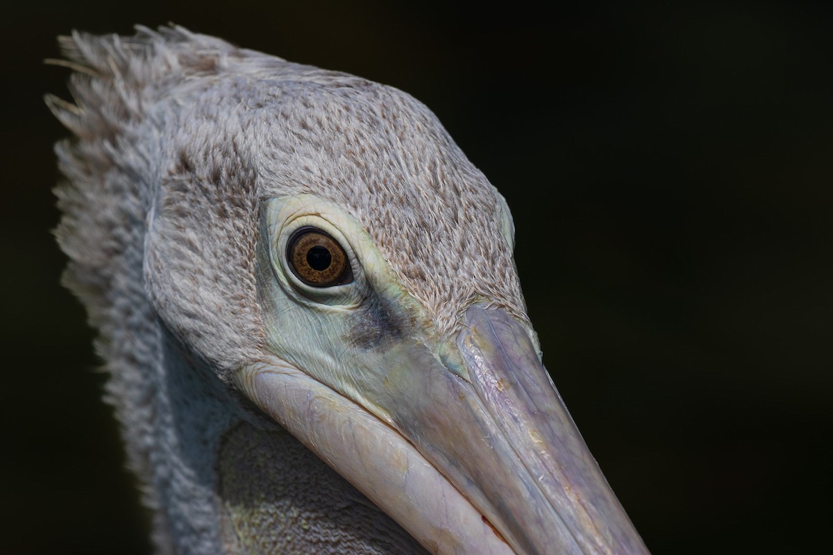 Pink-backed Pelican - Marcin Dyduch