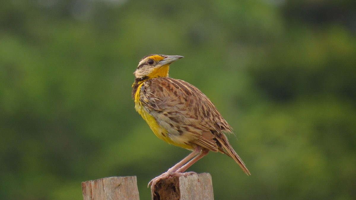 Eastern Meadowlark - Jorge Muñoz García   CAQUETA BIRDING