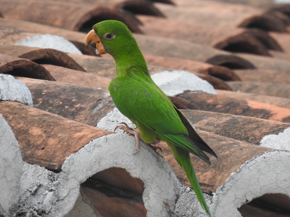 Green Parakeet - ML582609661
