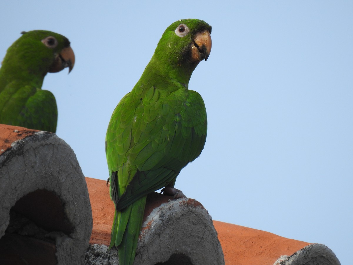 Green Parakeet - ML582609691