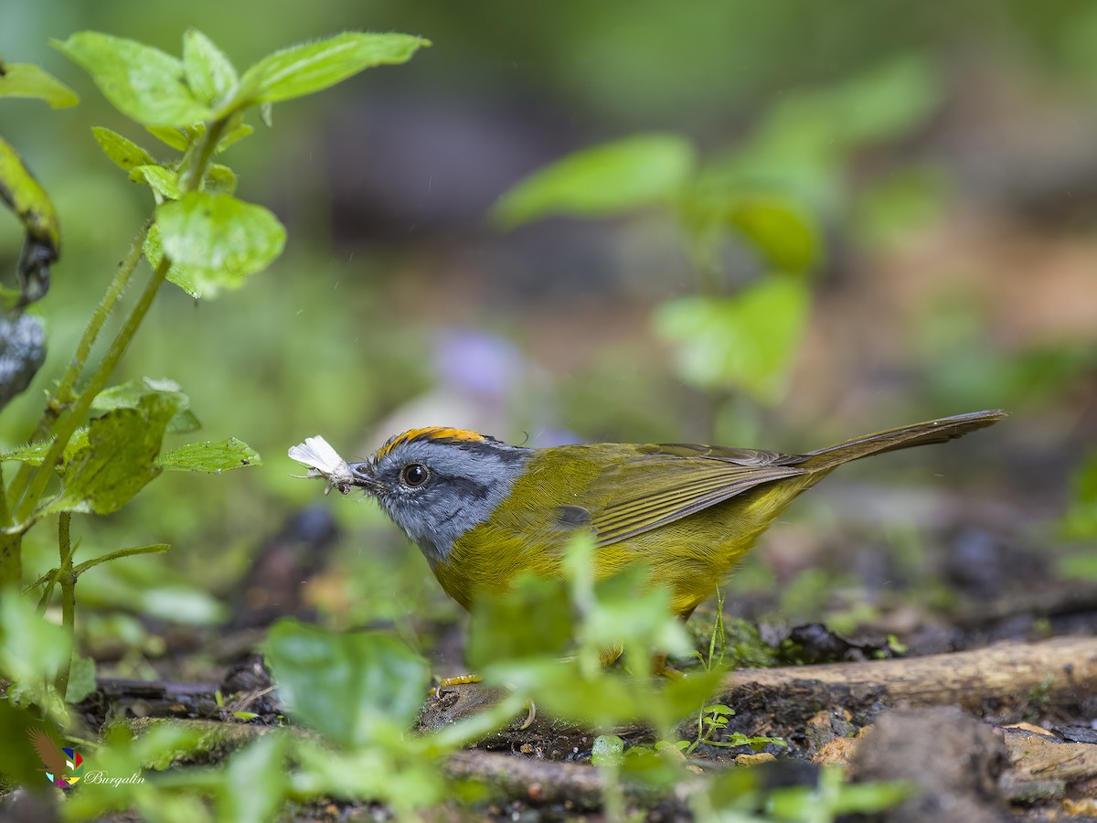 Russet-crowned Warbler - fernando Burgalin Sequeria