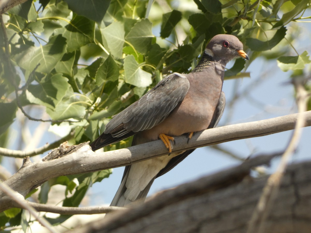 Band-tailed Pigeon - ML582614551