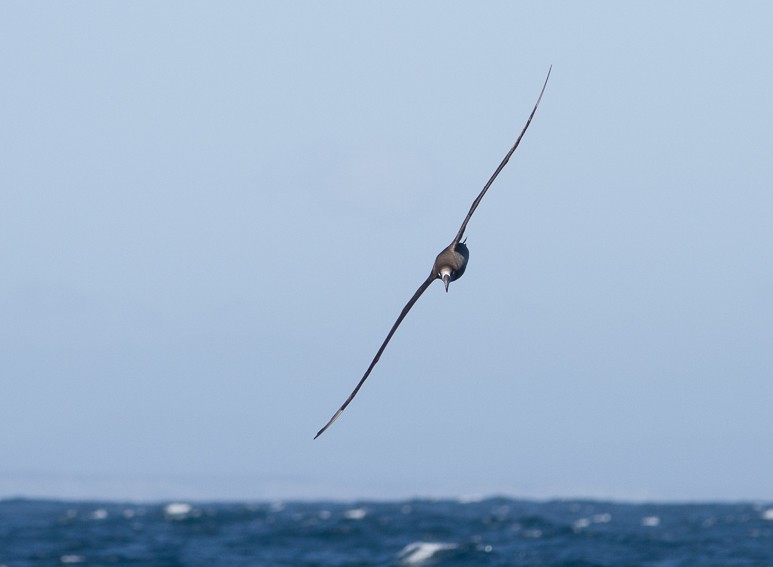 Black-footed Albatross - Niels Poul Dreyer