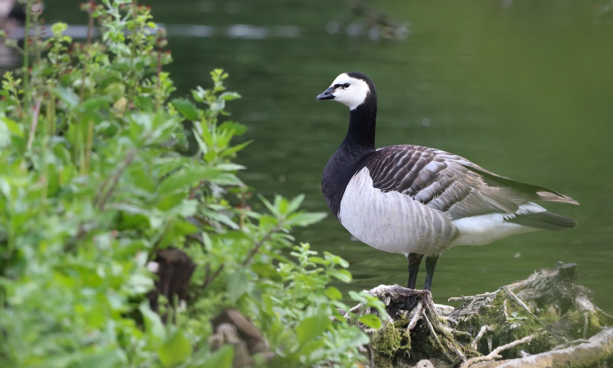 eBird Checklist - 8 Jun 2023 - Txingudi--Plaiaundi - 12 species