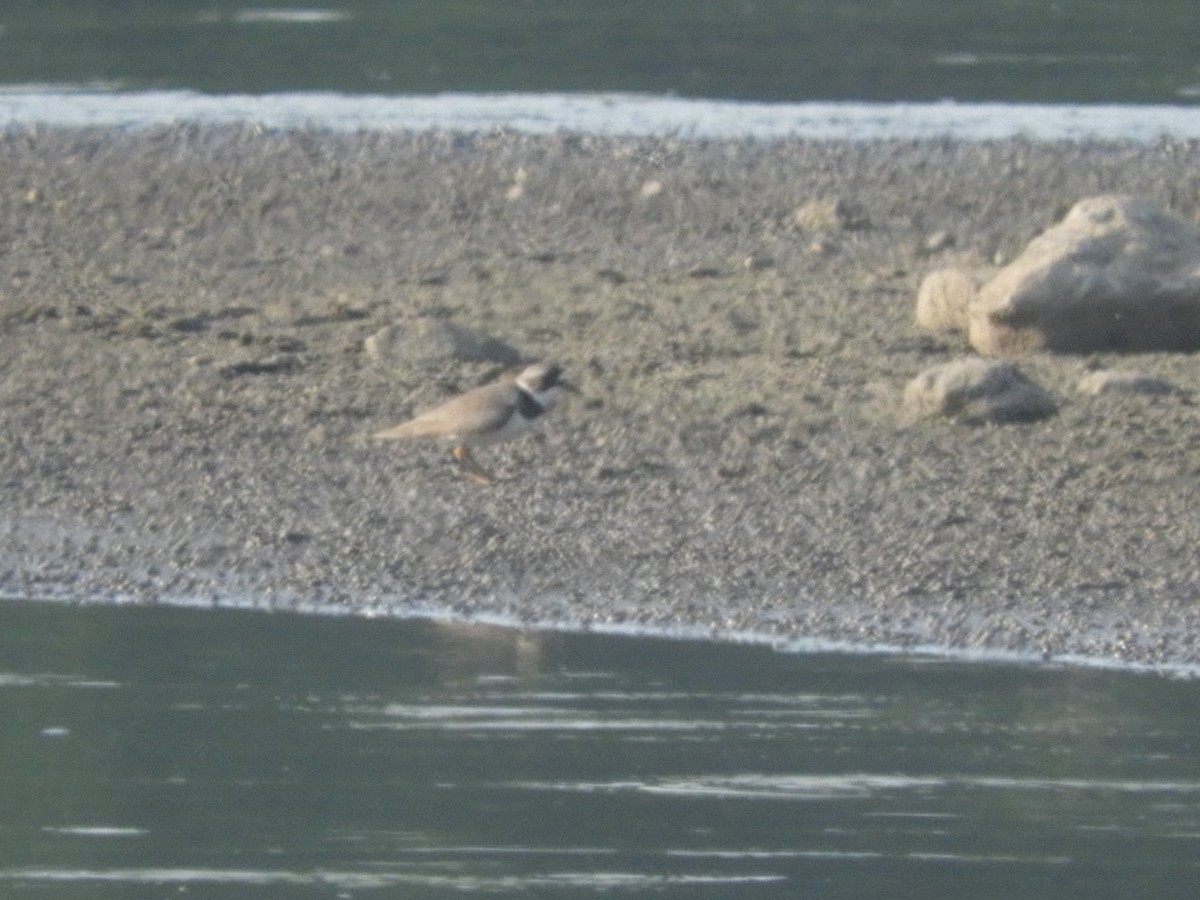 Semipalmated Plover - ML582616211