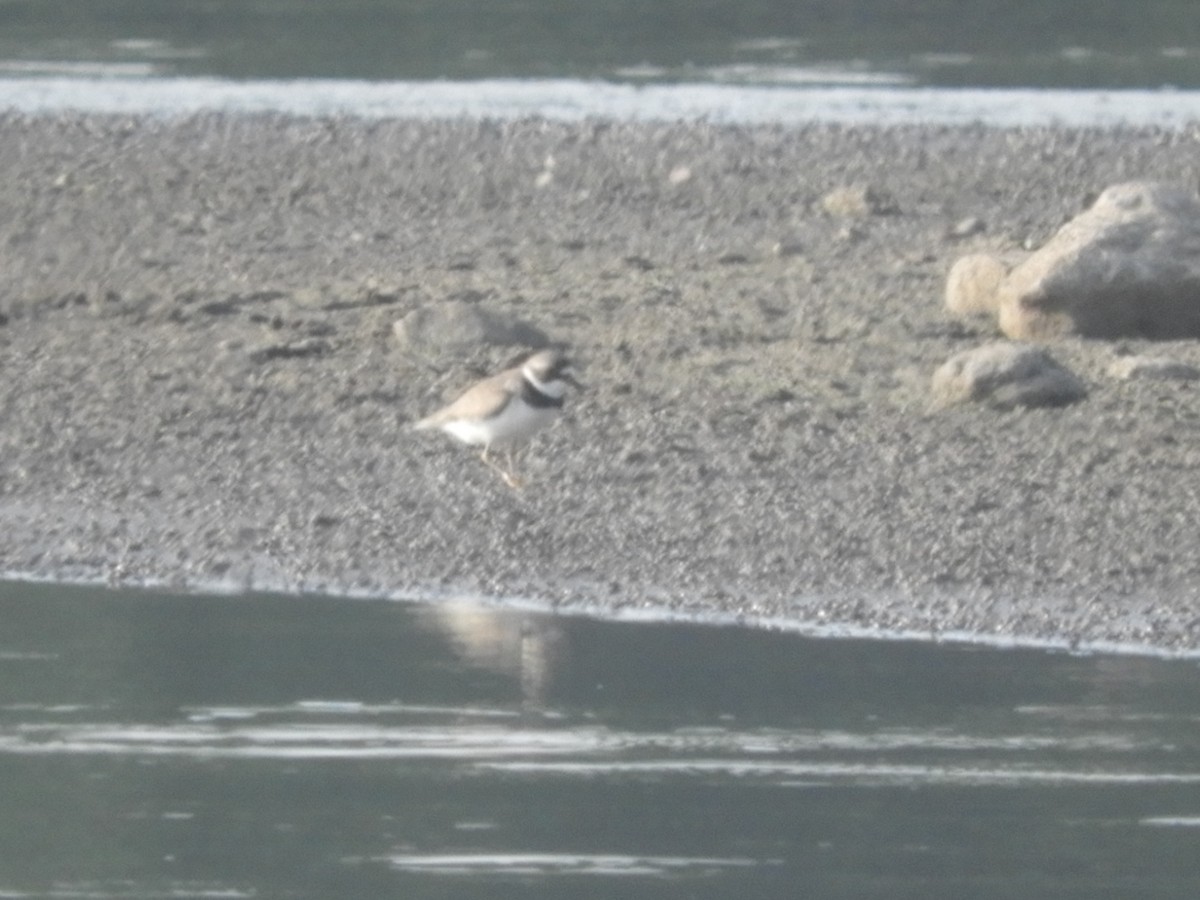 Semipalmated Plover - ML582616221