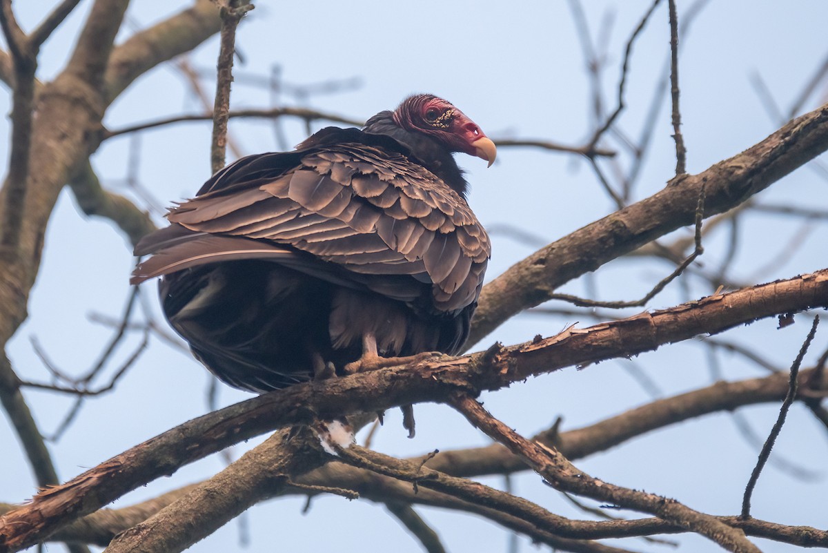Turkey Vulture - ML582616411