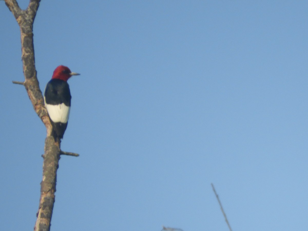 Red-headed Woodpecker - ML582616481