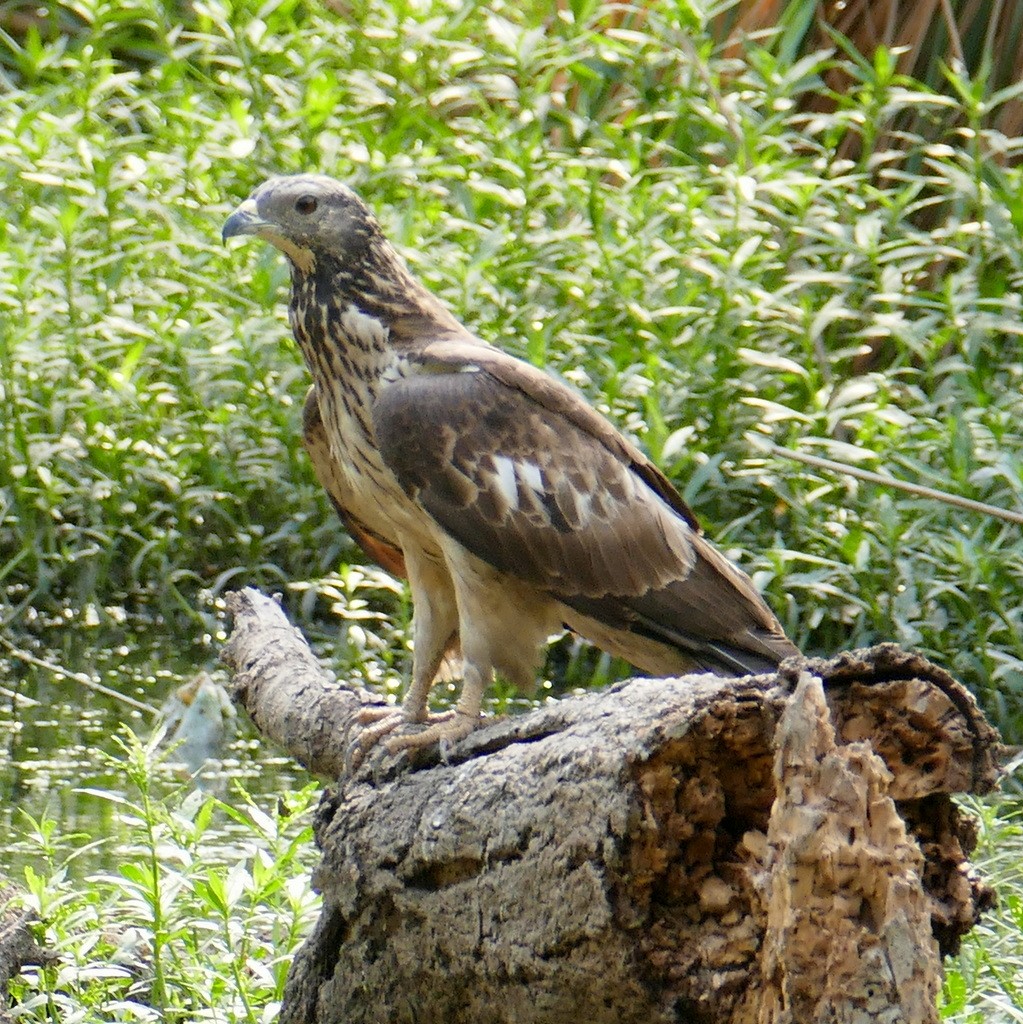 Oriental Honey-buzzard - Jaswinder Waraich