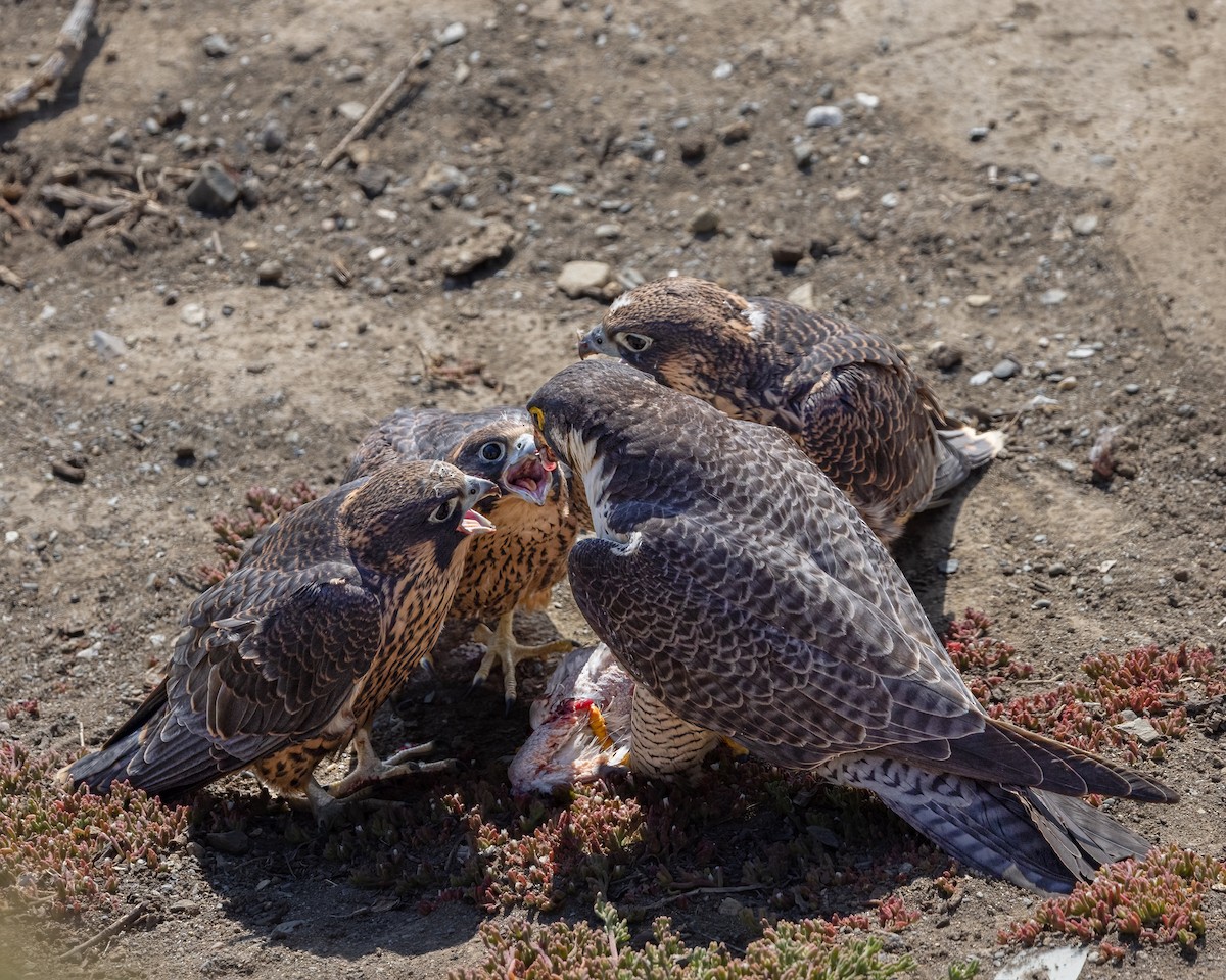 Peregrine Falcon - ML582620771