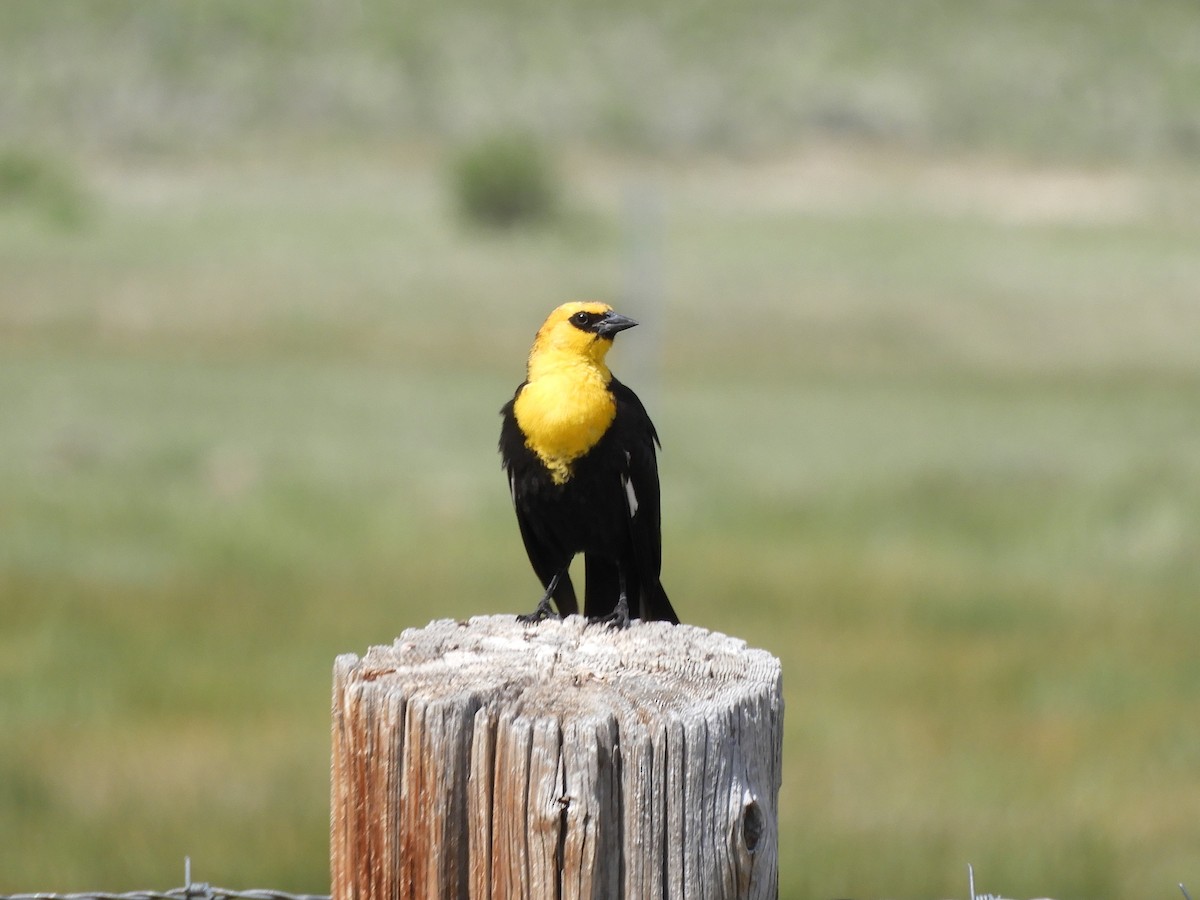 Yellow-headed Blackbird - ML582621431