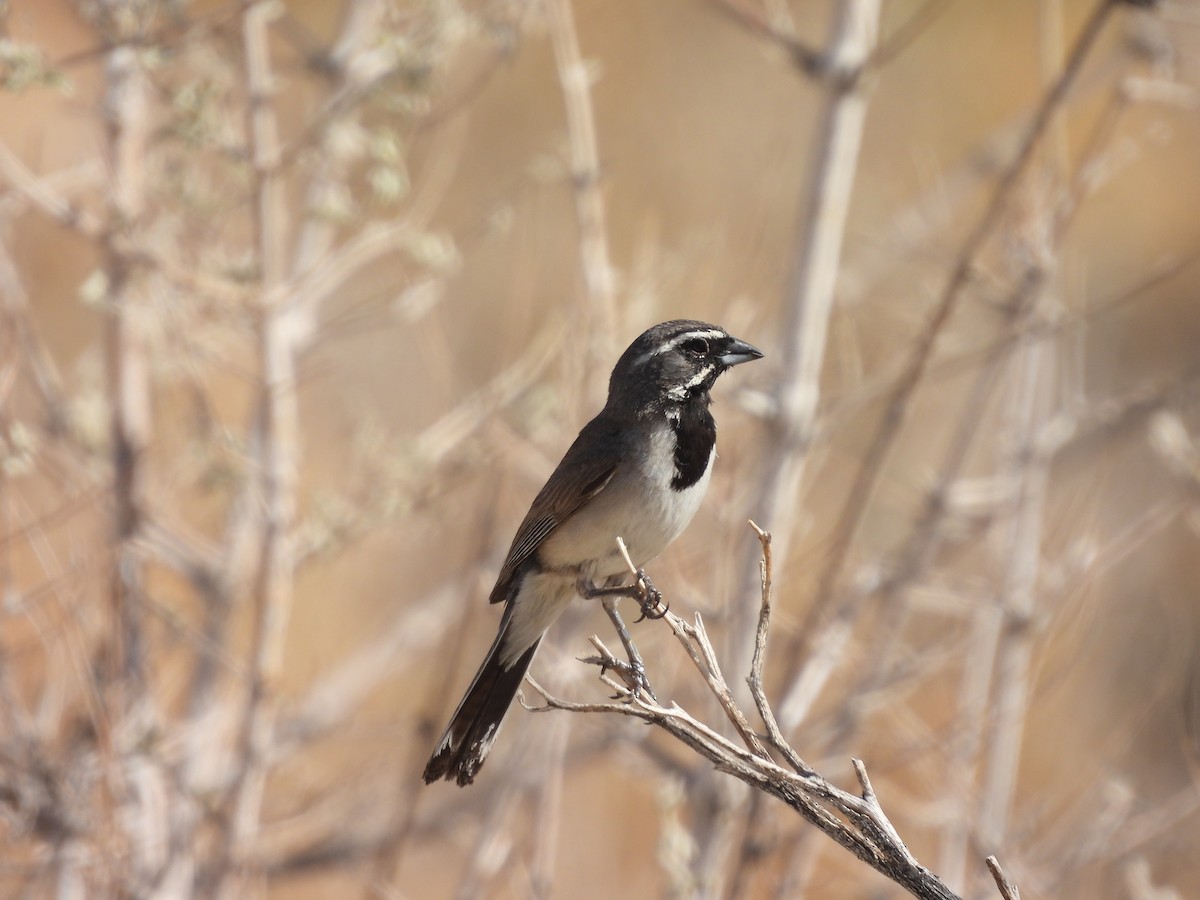 Black-throated Sparrow - ML582629431
