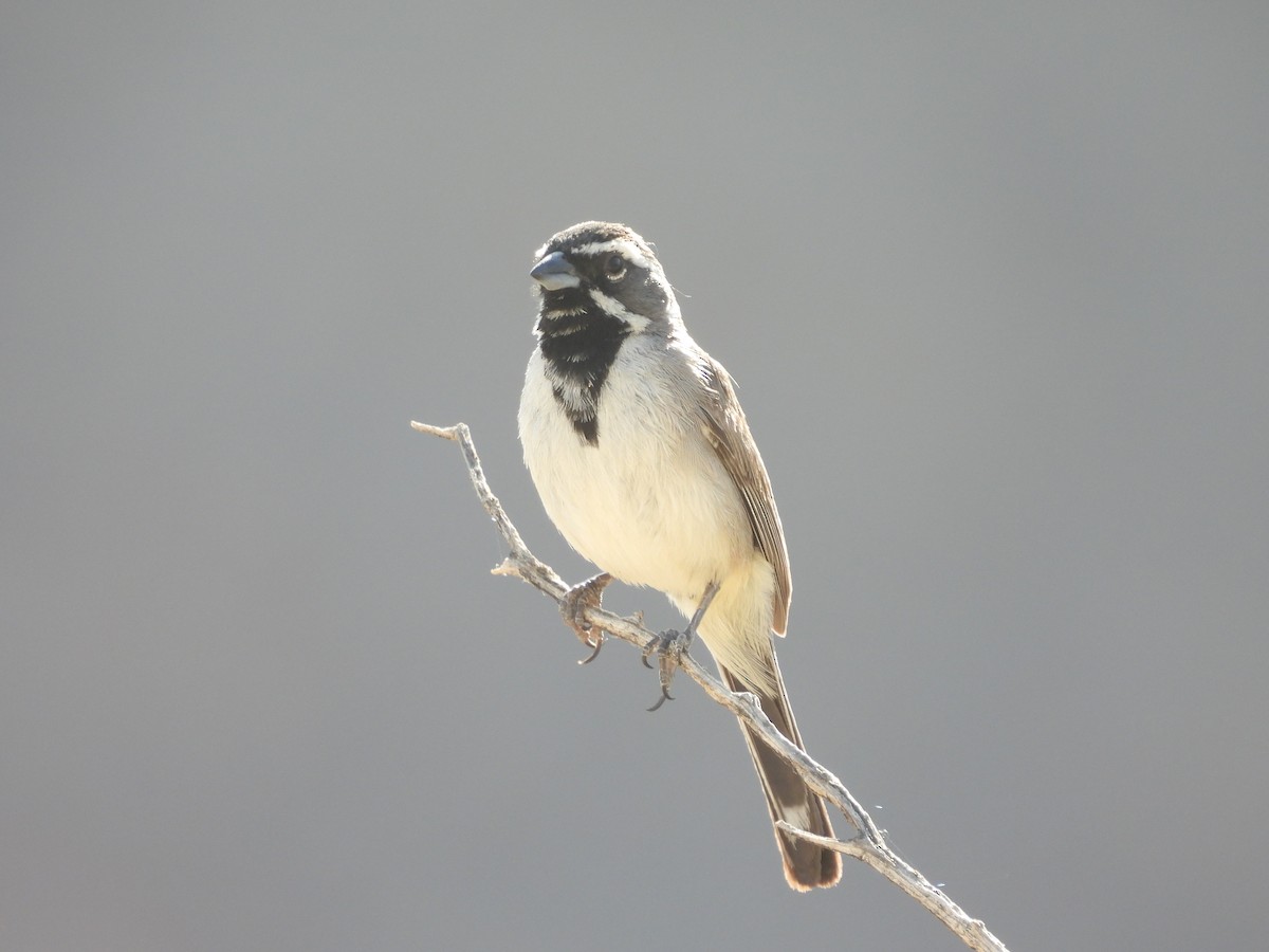 Black-throated Sparrow - ML582629441