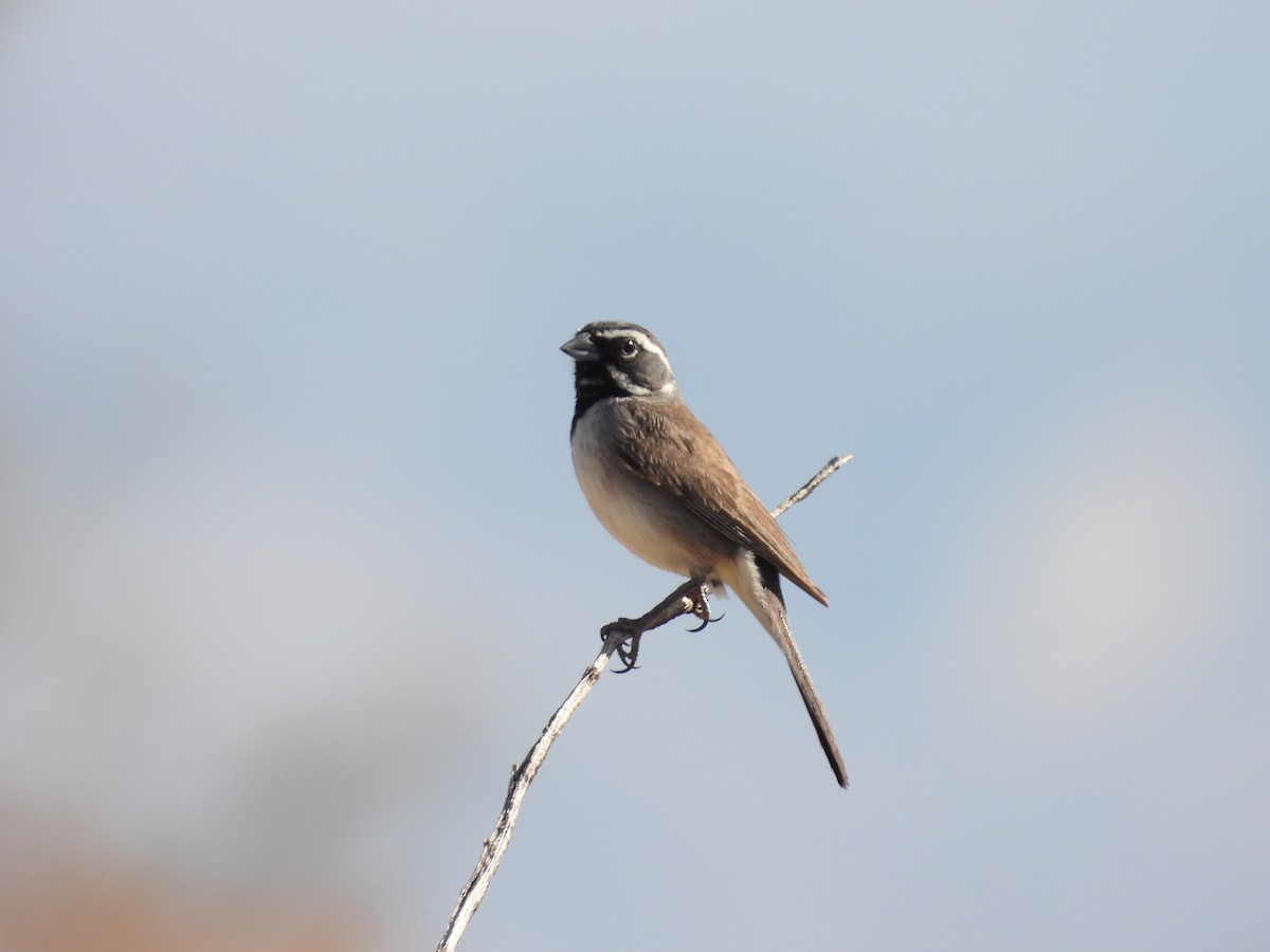Black-throated Sparrow - ML582629451