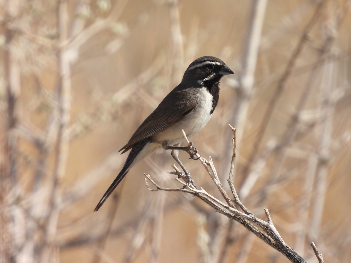 Black-throated Sparrow - ML582629471