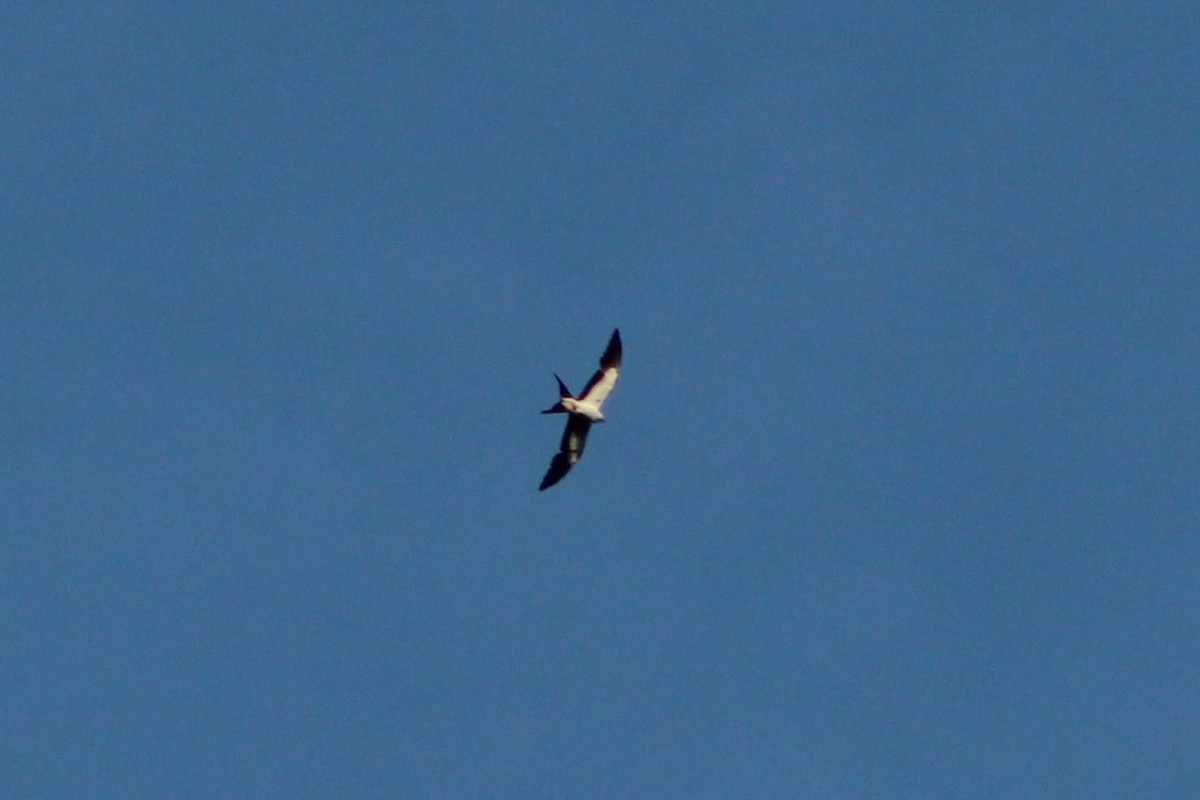 Swallow-tailed Kite - Sam Ewing