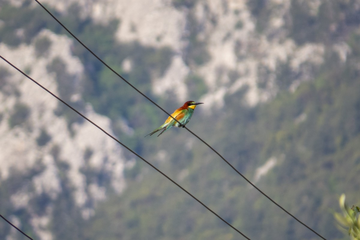 European Bee-eater - ML582637431
