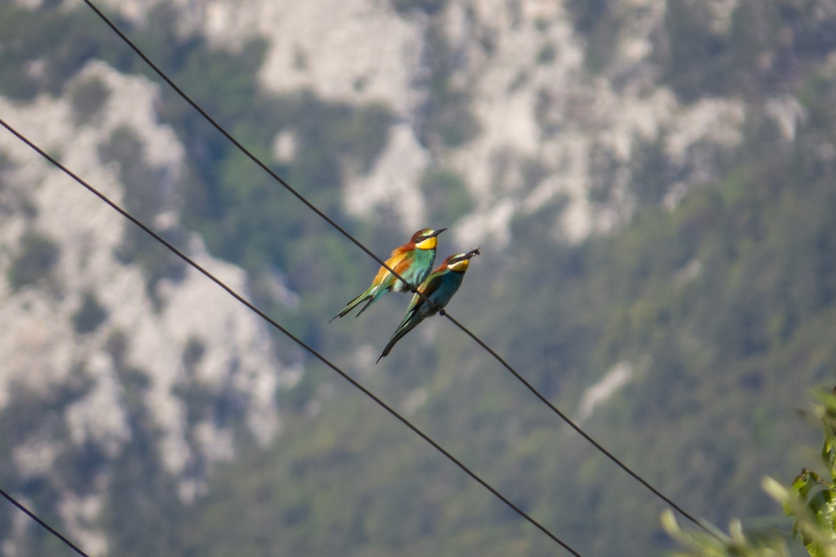 European Bee-eater - ML582637461