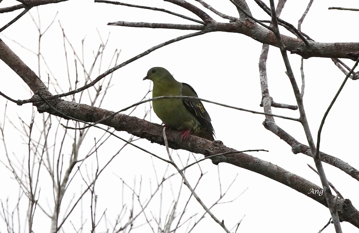 Cinnamon-headed Green-Pigeon - ML58264051