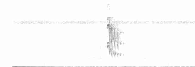 Weißflanken-Ameisenschlüpfer - ML582640761
